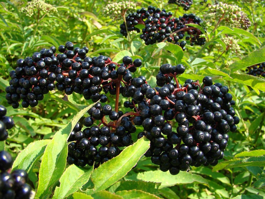 1200px-sambucus-berries