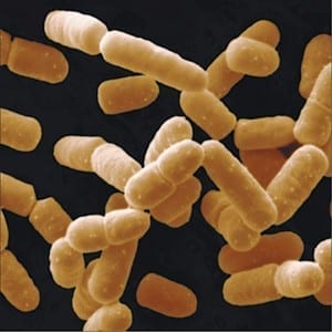 lactobacillus-salivarius