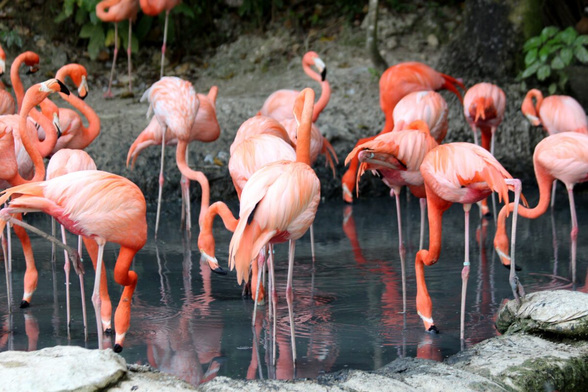 flamingo-astaksantin